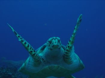 Drift diving encounter by Steven Parker 